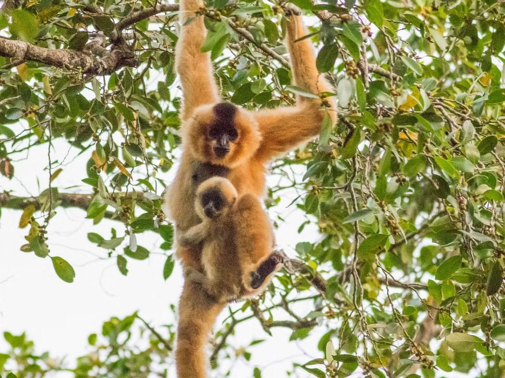 image reference: WCS Cambodia / LPR